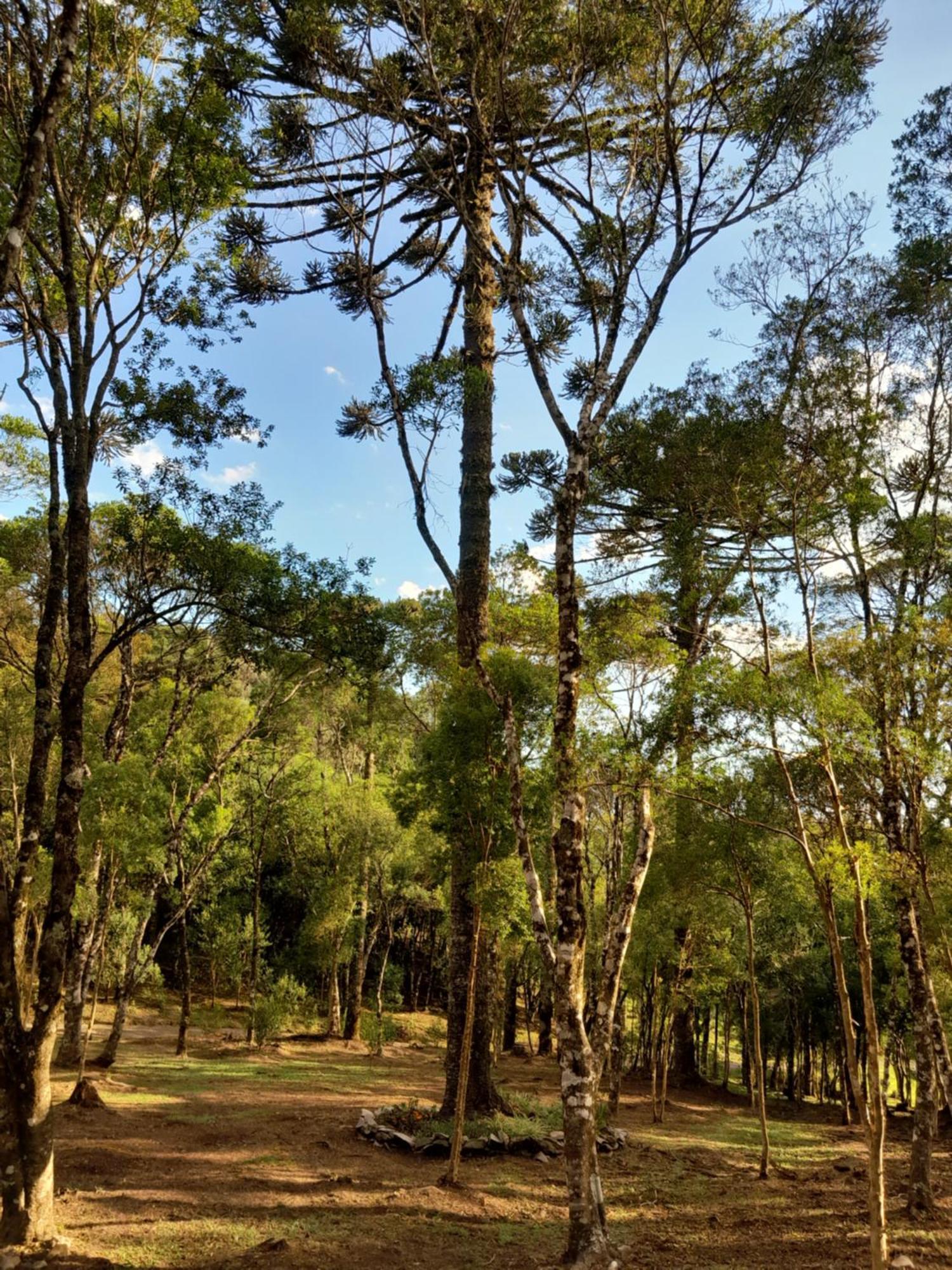 Cabanas Dos Pinheiros São Francisco de Paula Zimmer foto