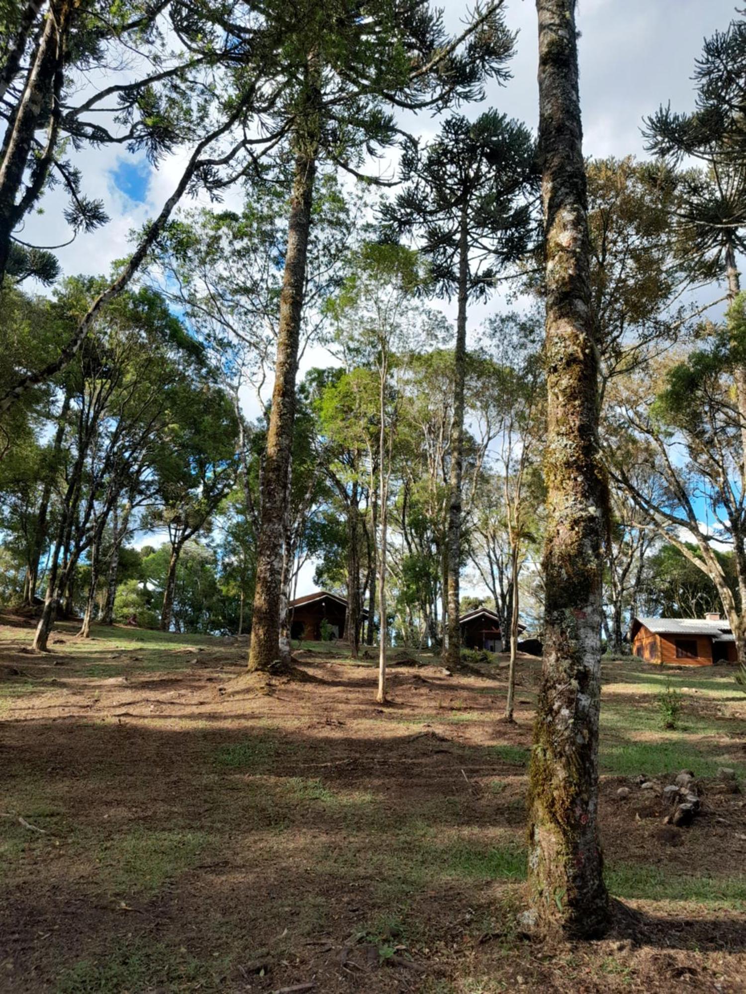 Cabanas Dos Pinheiros São Francisco de Paula Zimmer foto