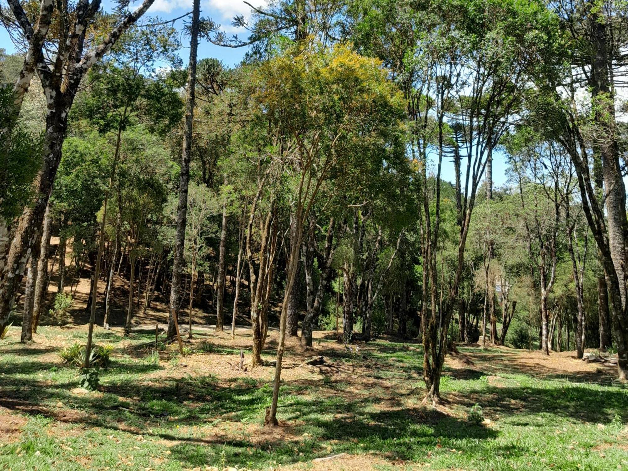 Cabanas Dos Pinheiros São Francisco de Paula Zimmer foto