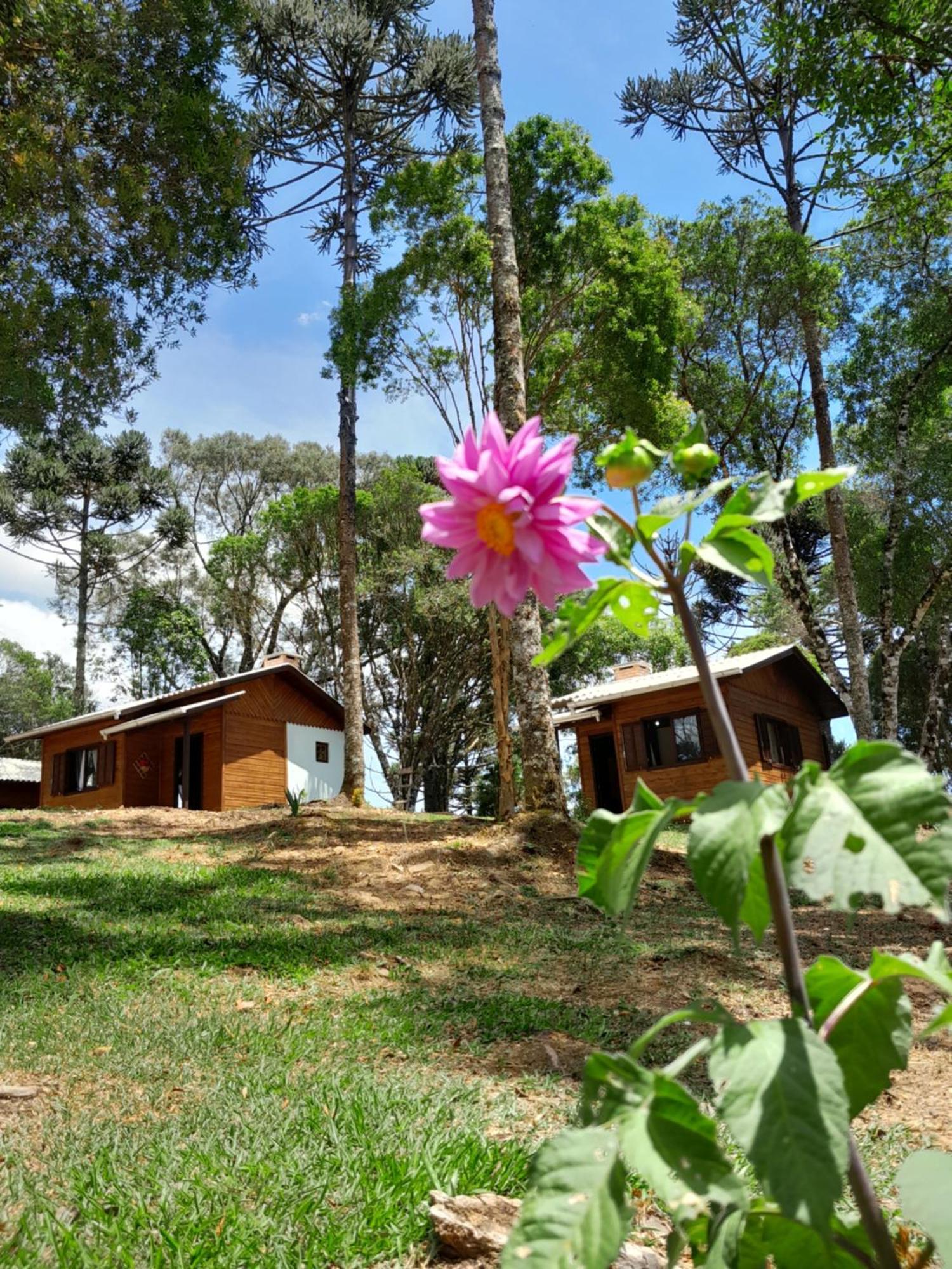 Cabanas Dos Pinheiros São Francisco de Paula Zimmer foto